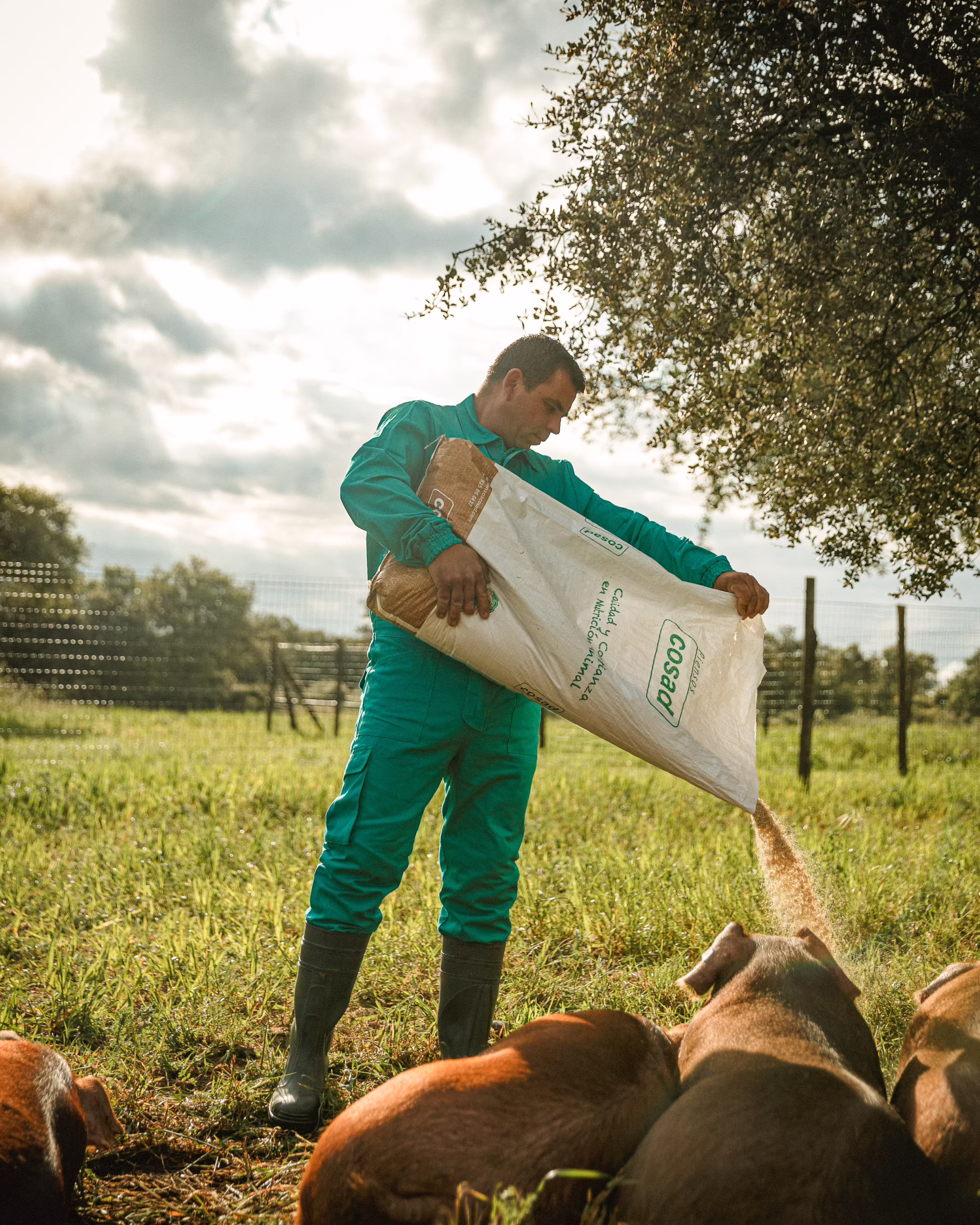 Alimentación del cerdo Duroc 100%: la clave del sabor 1 MG 4849 scaled