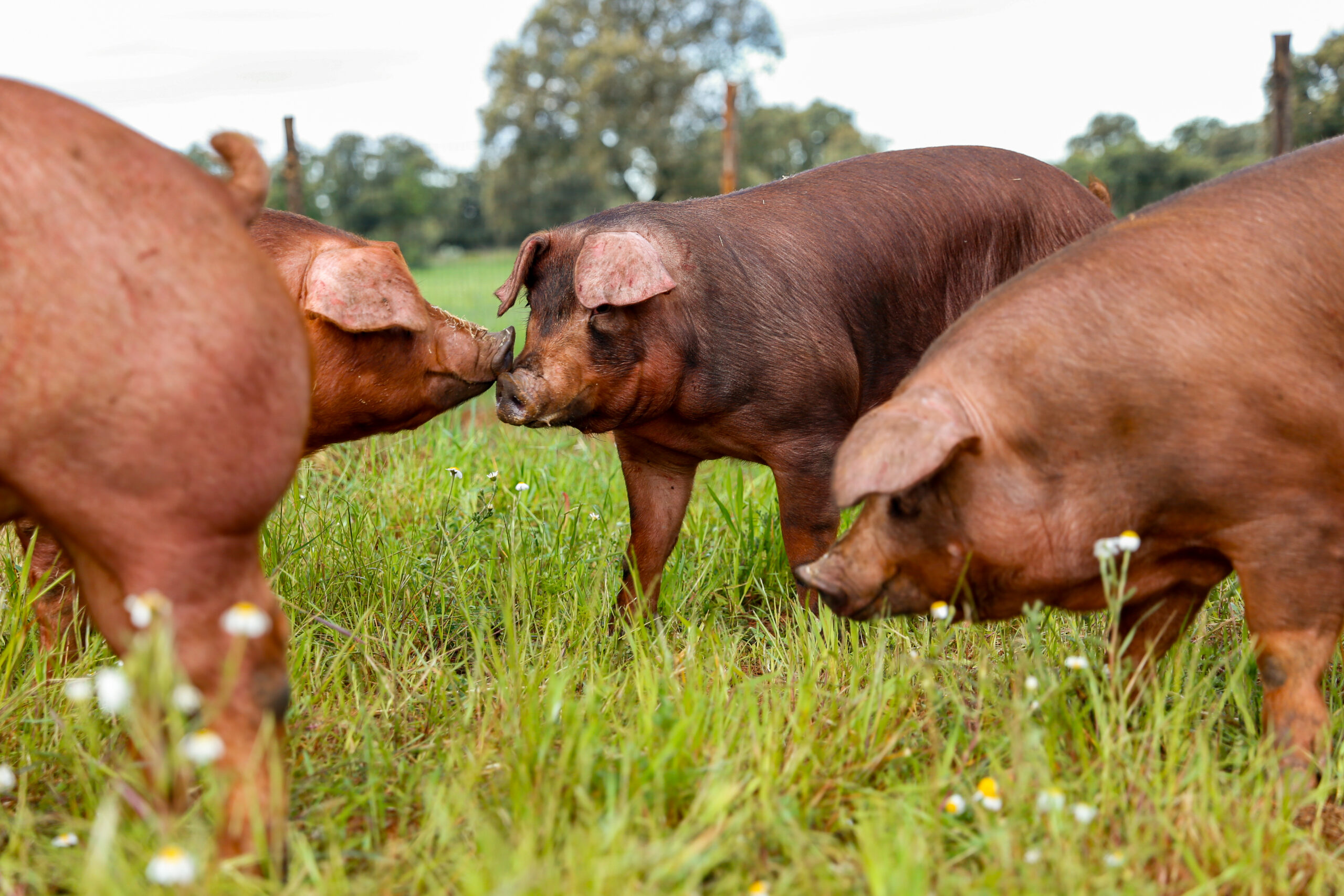 Carne de cerdo Duroc: ¿qué la hace única y por qué elegirla? 1 Cerdos Duroc 100%