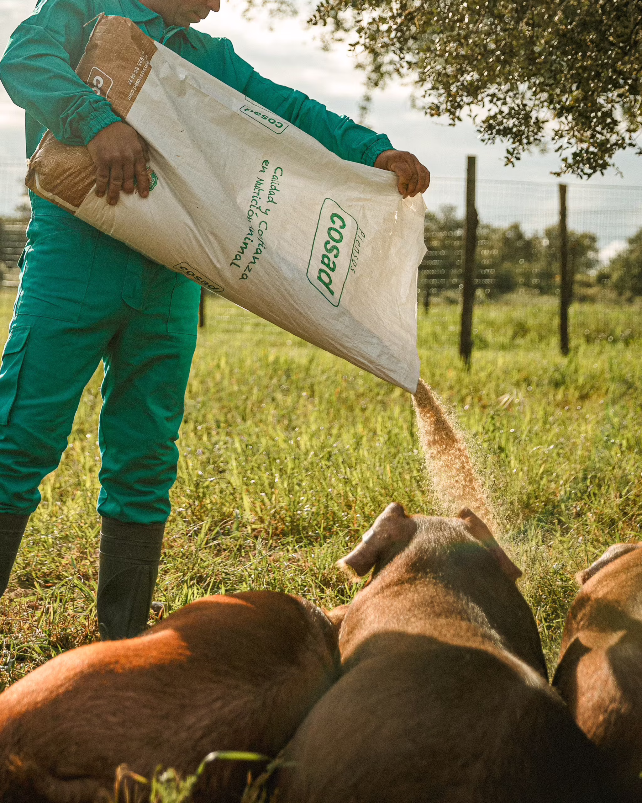 ¿Cómo la alimentación clave del cerdo Duroc 100% se transmite a la calidad de los productos PUROC? 2 MG 4849 edited scaled